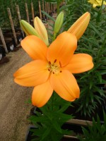 [4079 Ravello VH No02.JPG]